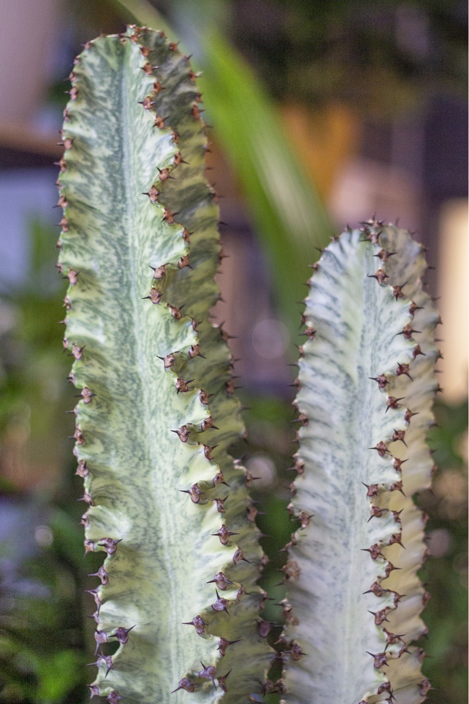 Эуфорбия Эритрея (Euphorbia ingens) 90 см - с добавлением зелени