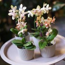 Орхидея Phalaenopsis (Фаленопсис) мини 40-9 - с доставкой по Минску - миниатюра