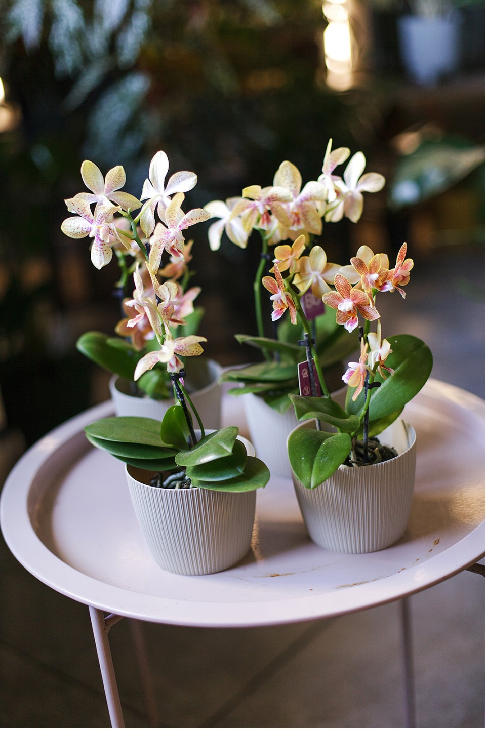 Орхидея Phalaenopsis (Фаленопсис) мини 40-9 - с доставкой по Минску