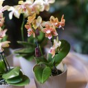 Орхидея Phalaenopsis (Фаленопсис) мини 40-9 - с добавлением зелени - миниатюра 