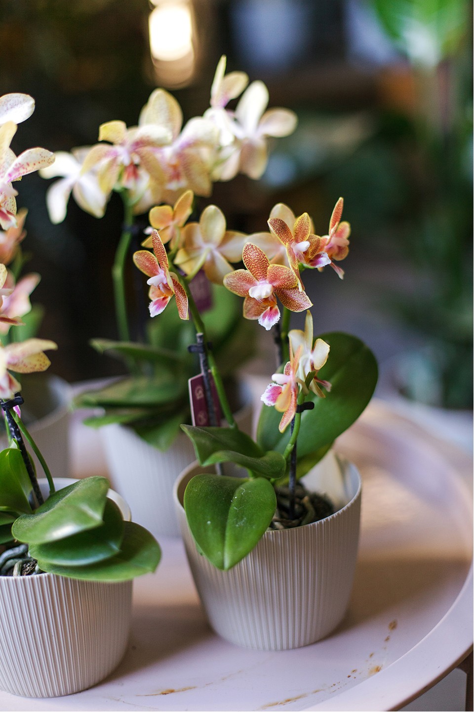 Орхидея Phalaenopsis (Фаленопсис) мини 40-9 - с добавлением зелени
