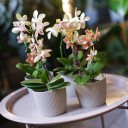 Орхидея Phalaenopsis (Фаленопсис) мини 40-9 - подарочное оформление - миниатюра