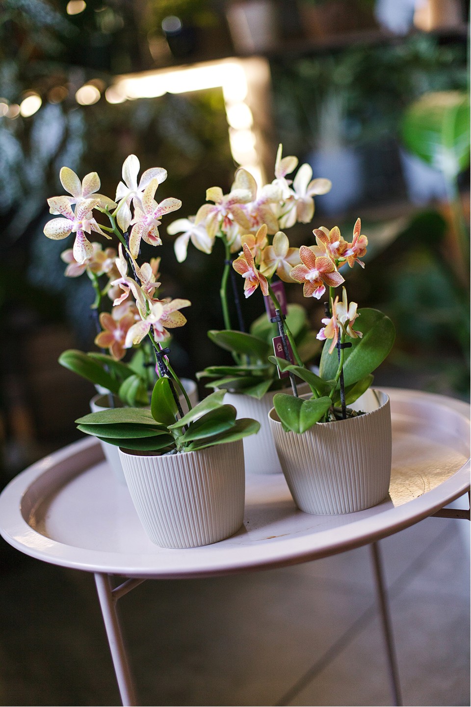Орхидея Phalaenopsis (Фаленопсис) мини 40-9 - подарочное оформление