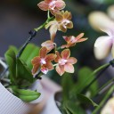 Орхидея Phalaenopsis (Фаленопсис) мини 40-9 - быстрая доставка в Минске - миниатюра