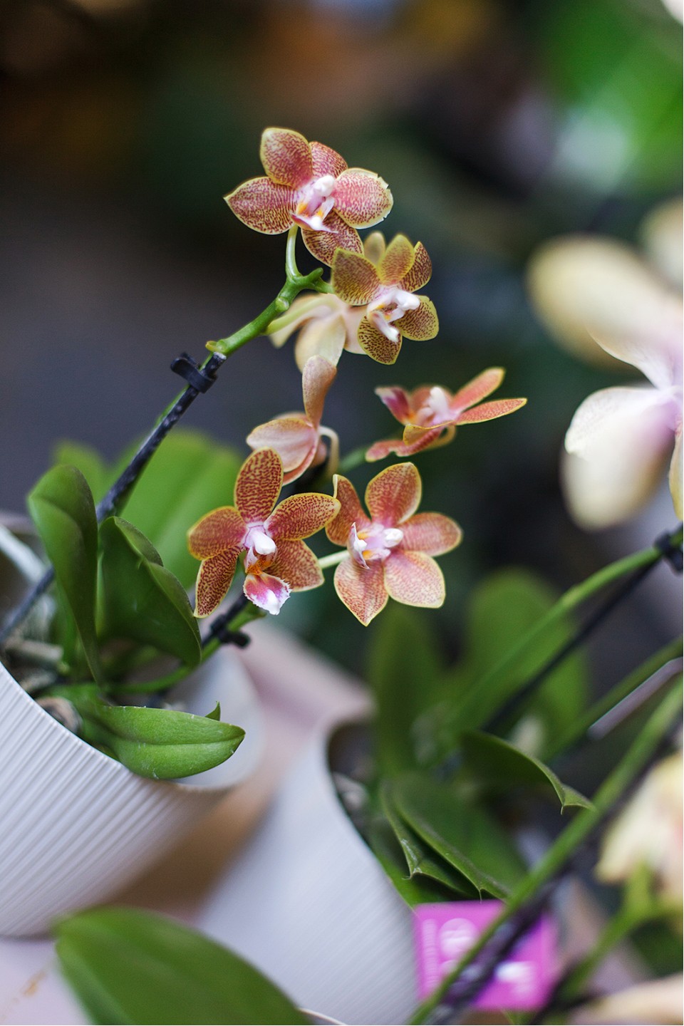 Орхидея Phalaenopsis (Фаленопсис) мини 40-9 - быстрая доставка в Минске