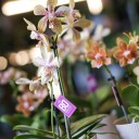 Орхидея Phalaenopsis (Фаленопсис) мини 40-9 - для женщины/молодой пары - миниатюра