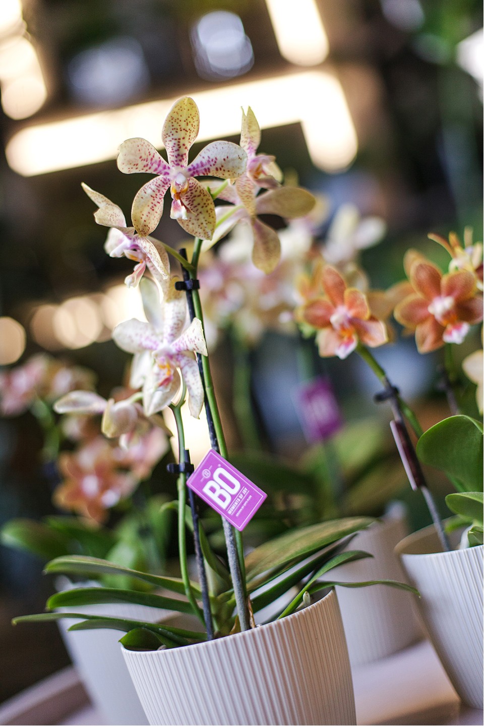 Орхидея Phalaenopsis (Фаленопсис) мини 40-9 - для женщины/молодой пары
