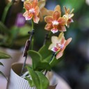 Орхидея Phalaenopsis (Фаленопсис) мини 40-9 - миниатюра 7