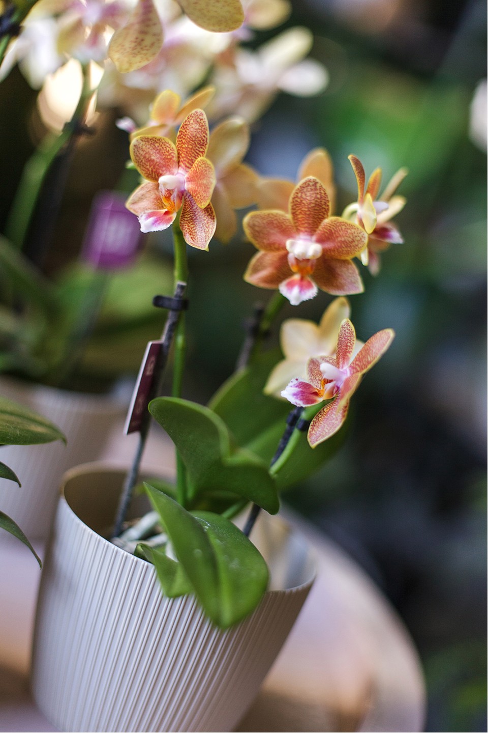 Орхидея Phalaenopsis (Фаленопсис) мини 40-9 7