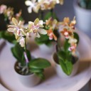 Орхидея Phalaenopsis (Фаленопсис) мини 40-9 - миниатюра 8