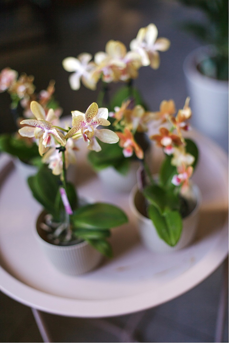 Орхидея Phalaenopsis (Фаленопсис) мини 40-9 8