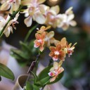 Орхидея Phalaenopsis (Фаленопсис) мини 40-9 - миниатюра 9