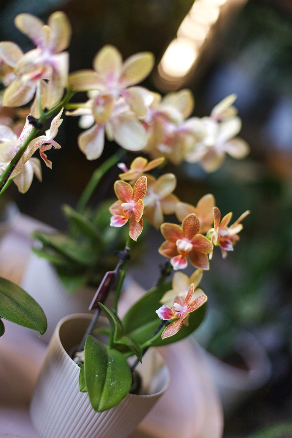 Орхидея Phalaenopsis (Фаленопсис) мини 40-9 9