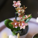 Орхидея Phalaenopsis (Фаленопсис) мини 40-9 - миниатюра 10