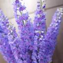 Дельфиниум  (Delphinium) - для женщины/молодой пары - миниатюра