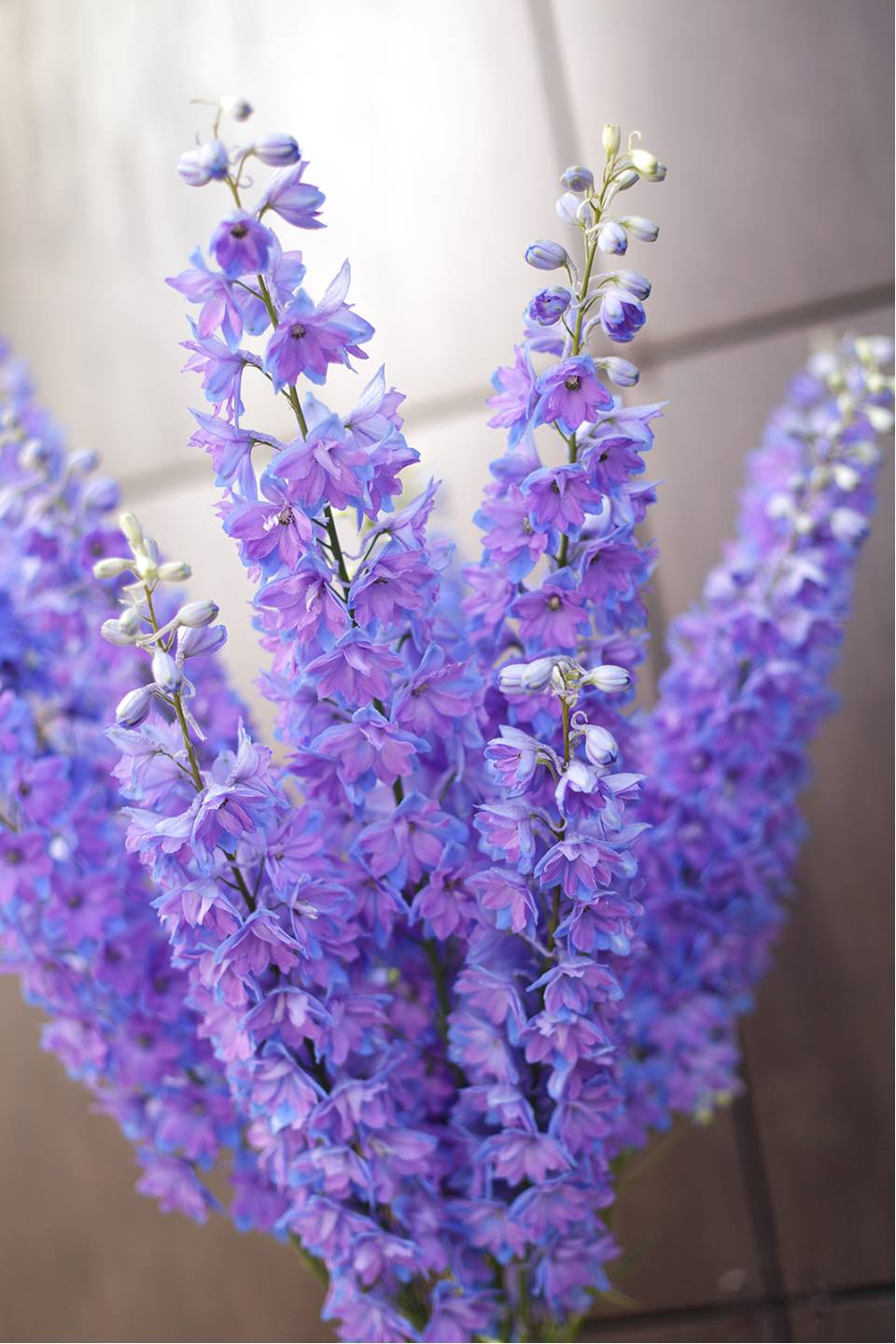 Дельфиниум  (Delphinium) - для женщины/молодой пары