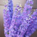 Дельфиниум  (Delphinium) - миниатюра 8