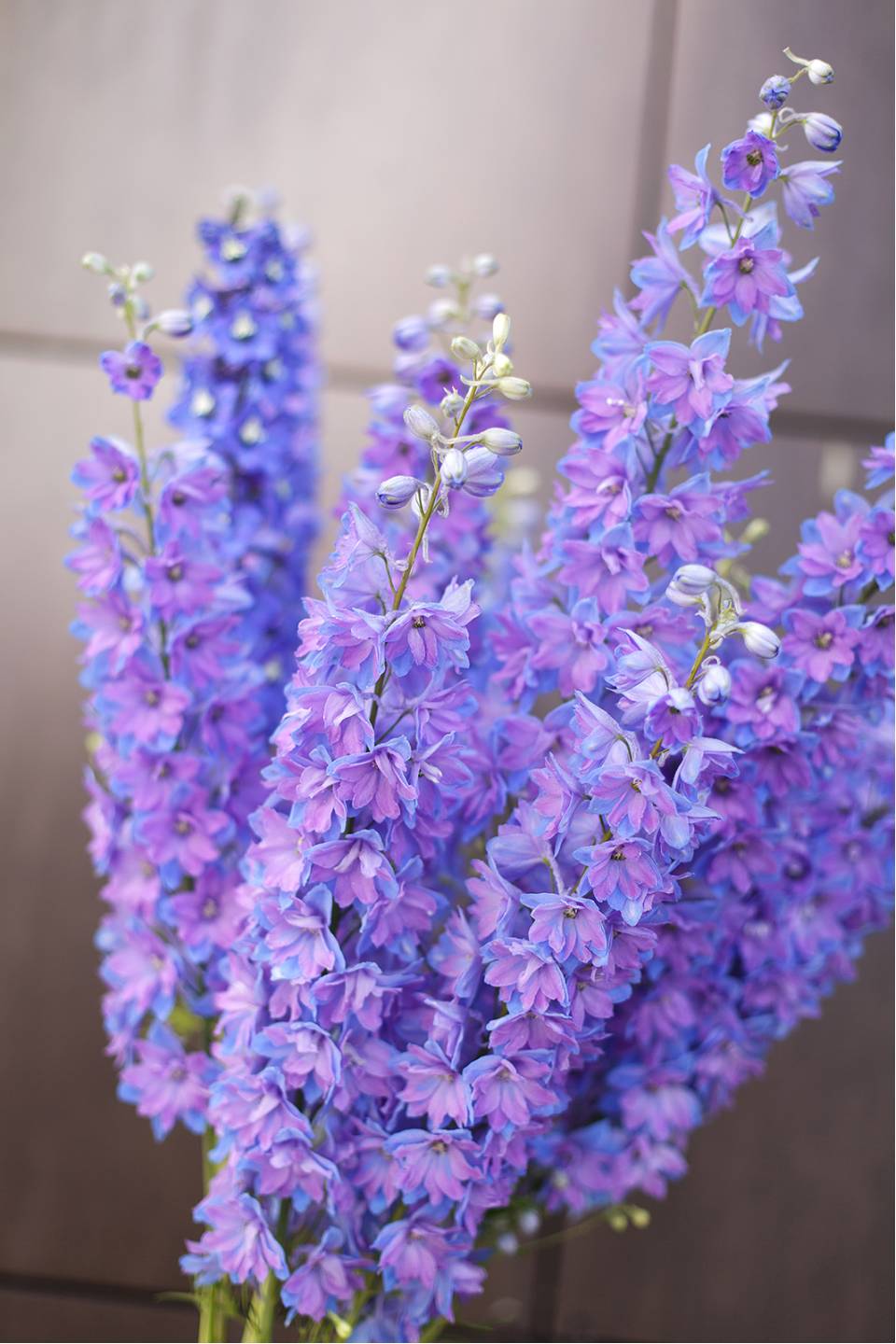 Дельфиниум  (Delphinium) 8