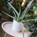 Алоэ (Aloe) 20 см - быстрая доставка в Минске - миниатюра