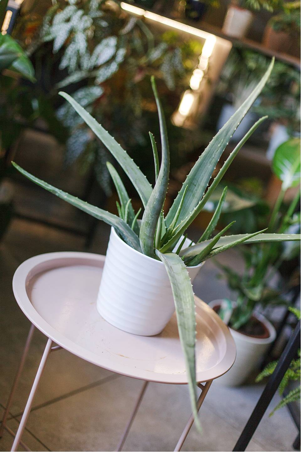 Алоэ (Aloe) 20 см - быстрая доставка в Минске