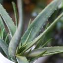 Алоэ (Aloe) 20 см - для женщины/молодой пары - миниатюра