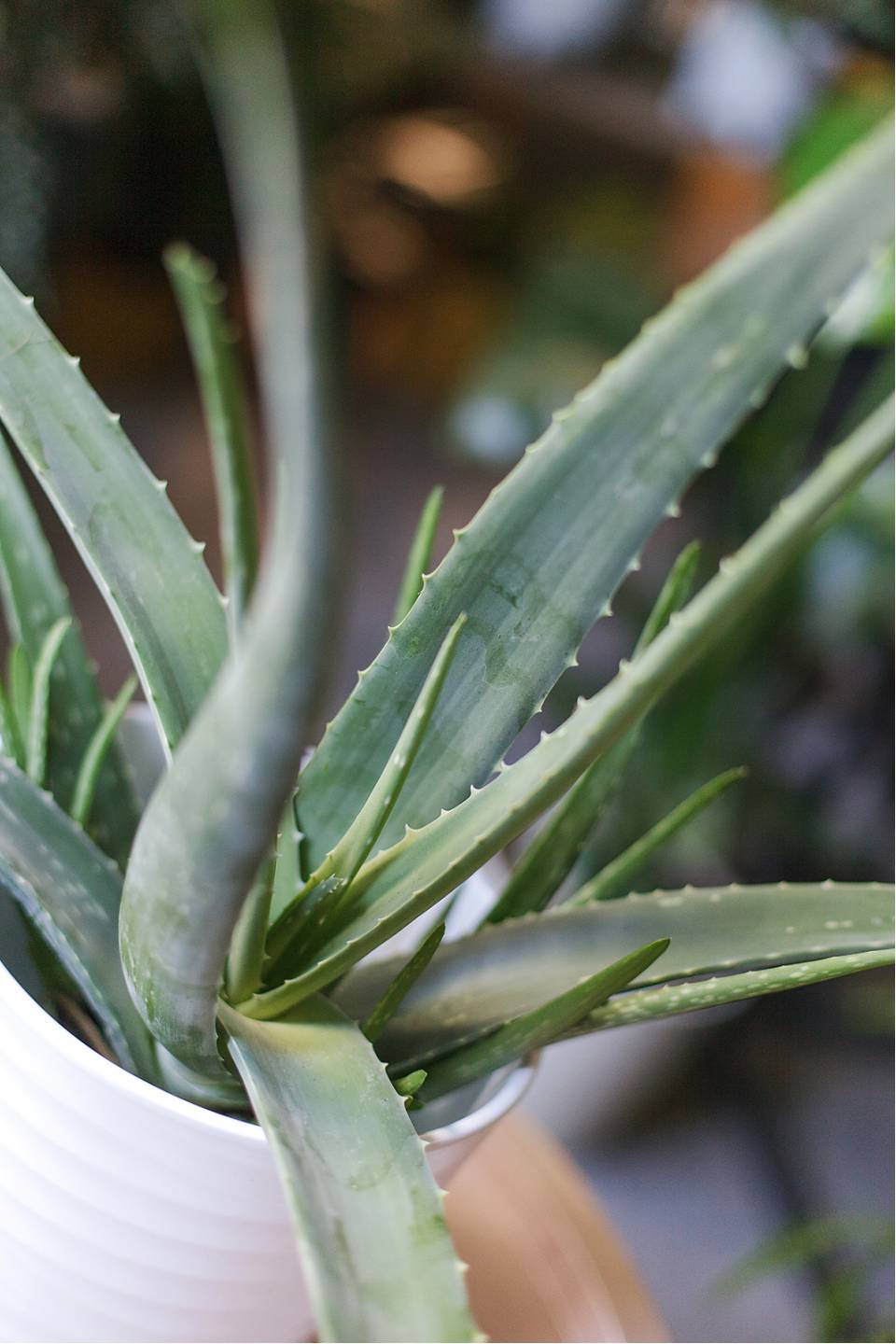 Алоэ (Aloe) 20 см - для женщины/молодой пары