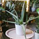Алоэ (Aloe) 20 см - подарочное оформление - миниатюра
