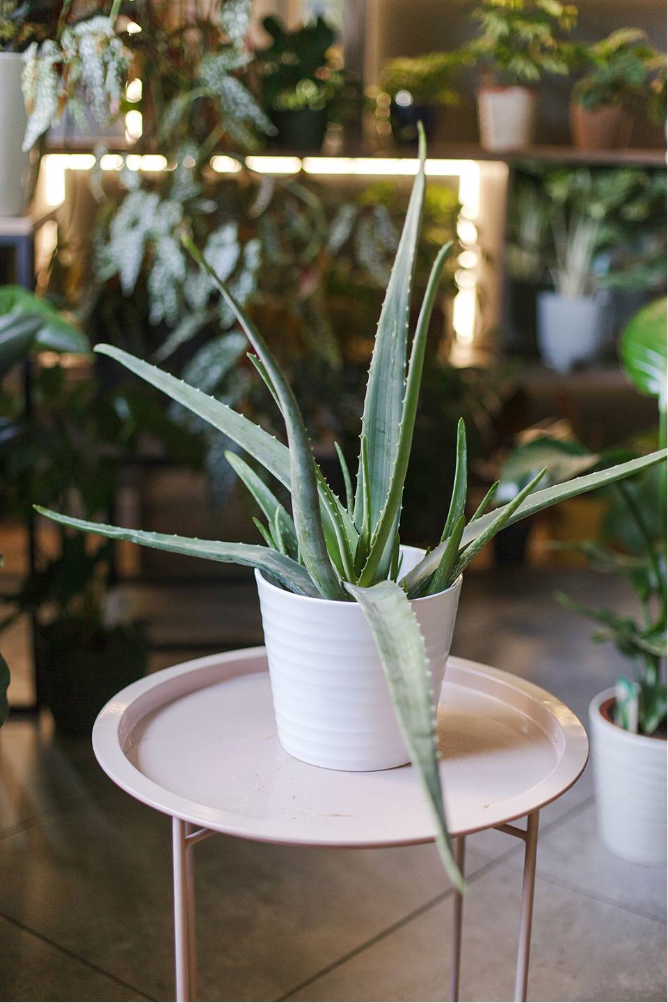 Алоэ (Aloe) 20 см - подарочное оформление