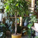 Фикус Амстел Кинг (Ficus Amstel King) - миниатюра