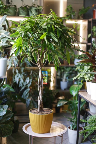 Фикус Амстел Кинг (Ficus Amstel King)