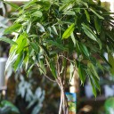 Фикус Амстел Кинг (Ficus Amstel King) - с доставкой по Минску - миниатюра