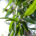 Фикус Амстел Кинг (Ficus Amstel King) - с добавлением зелени - миниатюра 