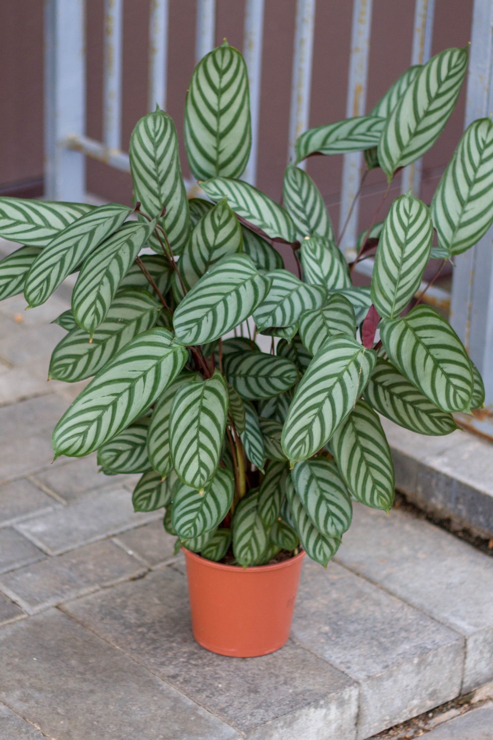 Ктенанта Бурле Маркси(Ctenanthe) 30 см