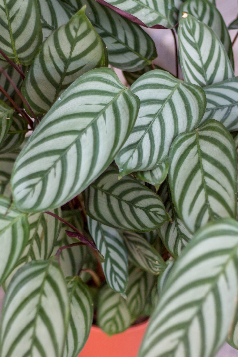 Ктенанта Бурле Маркси(Ctenanthe) 30 см - с доставкой по Минску