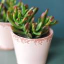 Крассула Хоббит (Crassula Hobbit) 10 см - с добавлением зелени - миниатюра 