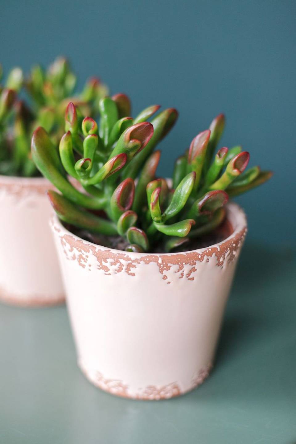 Крассула Хоббит (Crassula Hobbit) 10 см - с добавлением зелени