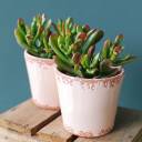 Крассула Хоббит (Crassula Hobbit) 10 см - миниатюра