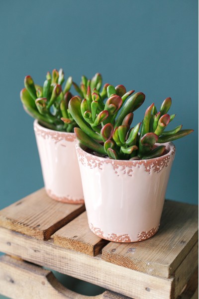 Крассула Хоббит (Crassula Hobbit) 10 см