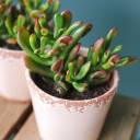 Крассула Хоббит (Crassula Hobbit) 10 см - с доставкой по Минску - миниатюра