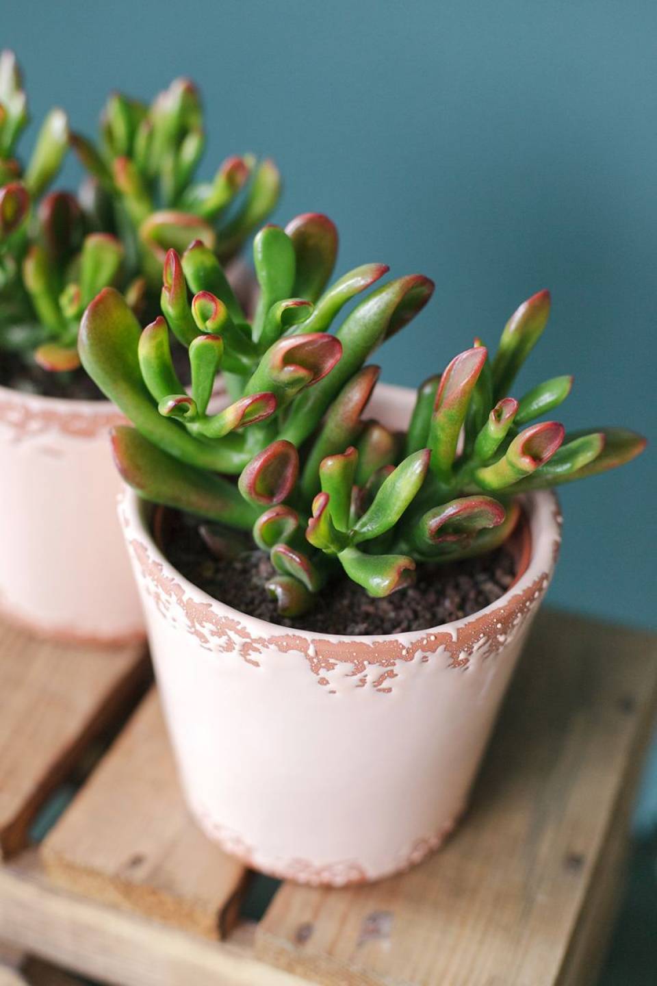 Крассула Хоббит (Crassula Hobbit) 10 см - с доставкой по Минску