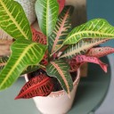 Кодиеум Нервия (Codiaeum Nervia) 40 см - подарочное оформление - миниатюра