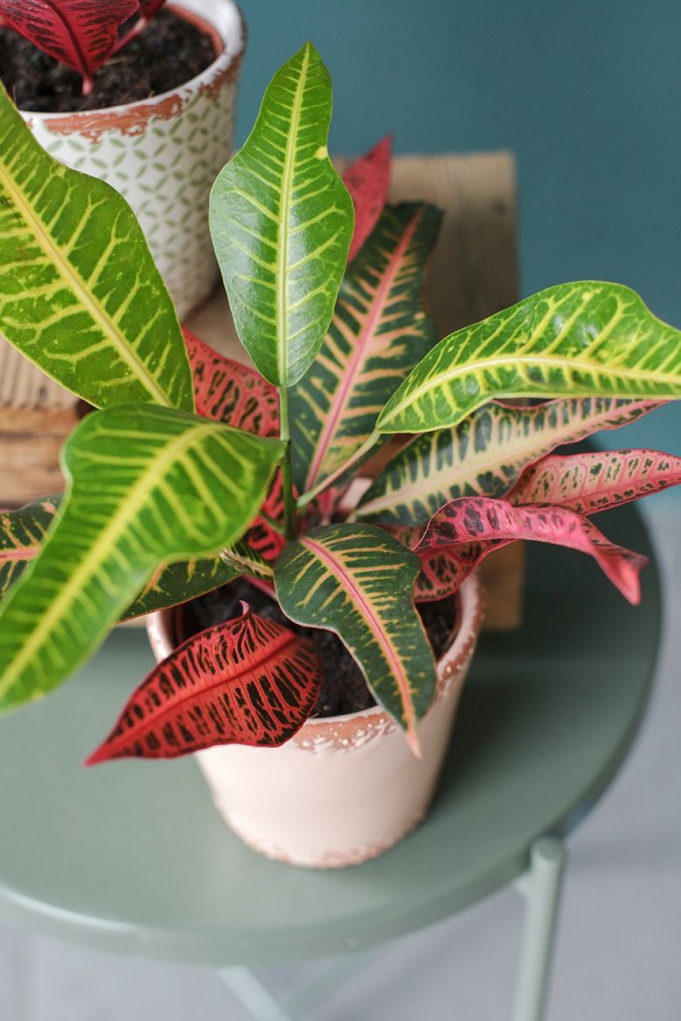 Кодиеум Нервия (Codiaeum Nervia) 40 см - подарочное оформление