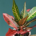Кодиеум Нервия (Codiaeum Nervia) 40 см - миниатюра