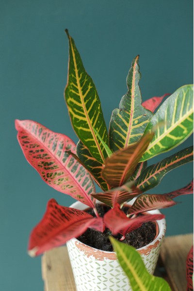 Кодиеум Нервия (Codiaeum Nervia) 40 см