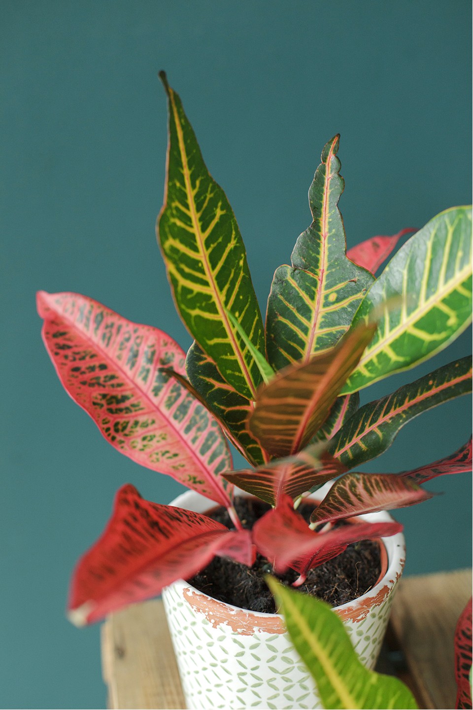 Кодиеум Нервия (Codiaeum Nervia) 40 см Кодиеум Нервия (Codiaeum Nervia) 40 см