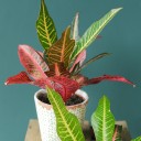Кодиеум Нервия (Codiaeum Nervia) 40 см - с доставкой по Минску - миниатюра