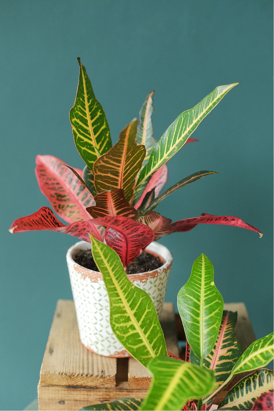 Кодиеум Нервия (Codiaeum Nervia) 40 см - с доставкой по Минску