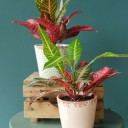 Кодиеум Нервия (Codiaeum Nervia) 40 см - с добавлением зелени - миниатюра 