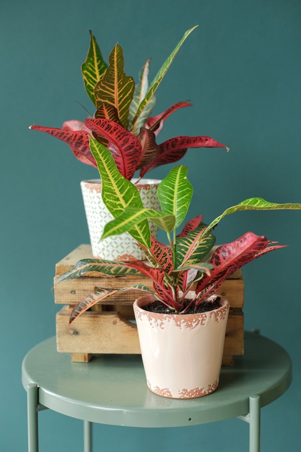 Кодиеум Нервия (Codiaeum Nervia) 40 см - с добавлением зелени