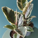 Фикус каучуконосный Эластика Тинеке (Ficus Elastica Tineke) - с добавлением зелени - миниатюра 